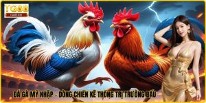 Đá Gà Mỹ Nhập - Dòng Chiến Kê Thống Trị Trường Đấu