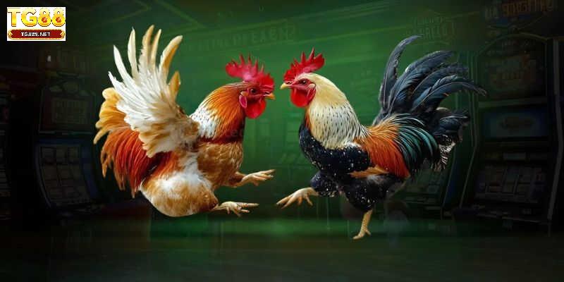 Kinh nghiệm huấn luyện chiến kê hiệu quả cao